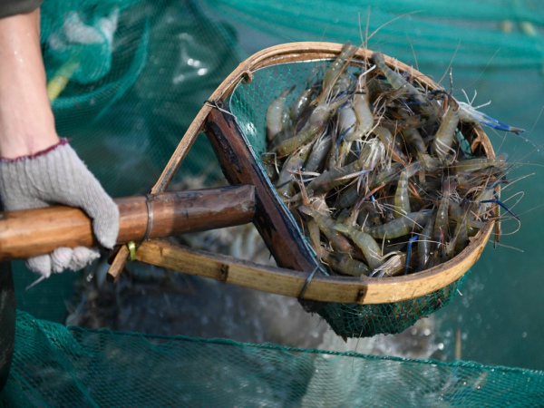 氯霉素是否超標(biāo)？水產(chǎn)品氯霉素檢測儀提供科學(xué)依據(jù)